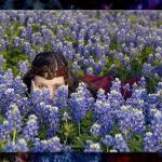 Bluebonnet Peek-a-Boo