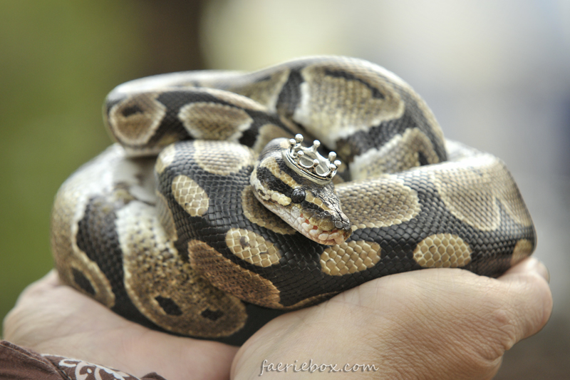 Python Regent