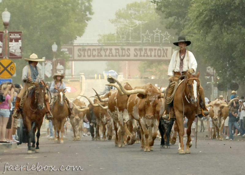 Cattle Drive, Ft. Worth