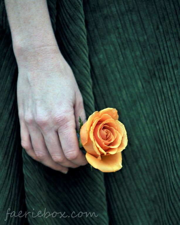 Abby's Rose