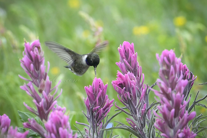 Black-chinned Hummingbird