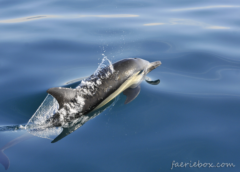 dolphin off Dana Point, CA