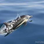 dolphin off Dana Point, CA