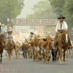 Cattle Drive, Ft. Worth