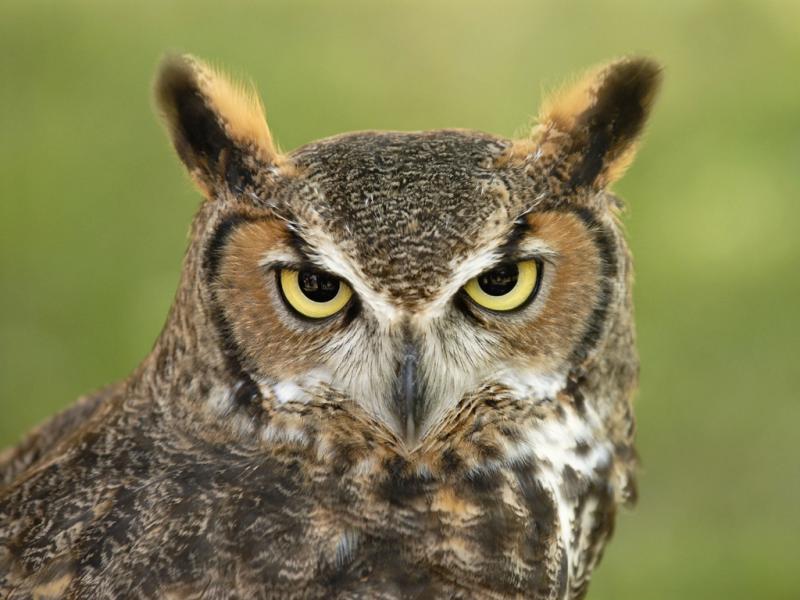 horned owl 