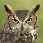 horned owl 