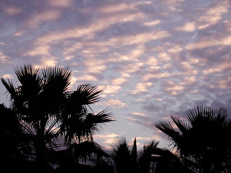 palms at sunset 