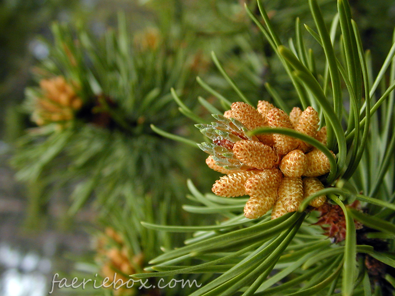 itty bitty pine cones