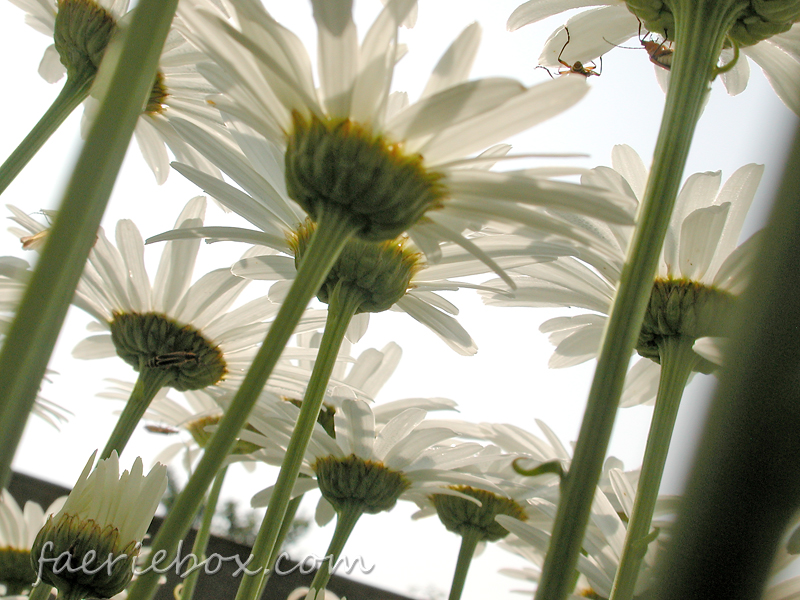 beetles and daisies