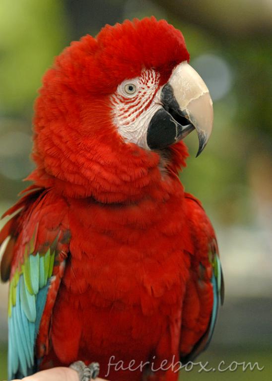 Petey the parrot