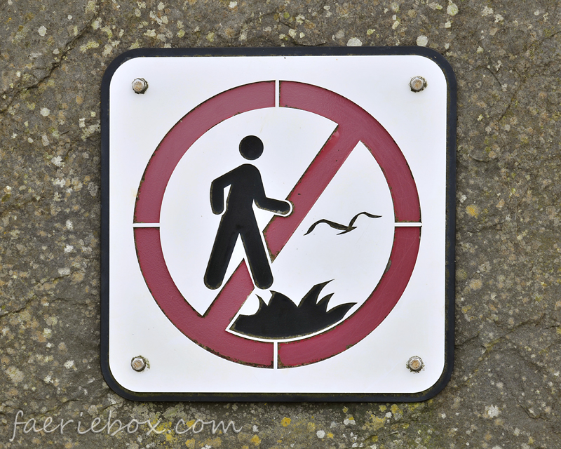 Don't step in fire while chasing seagulls!
