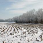 snowy rows