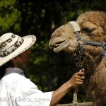 Camel ride anyone?